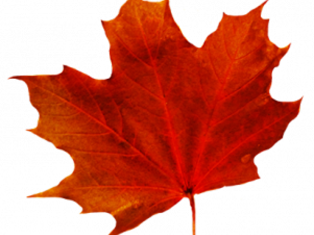 Maple Leaf Clipart Transparent Background - Fall Leaves Transparent Background (640x480), Png Download