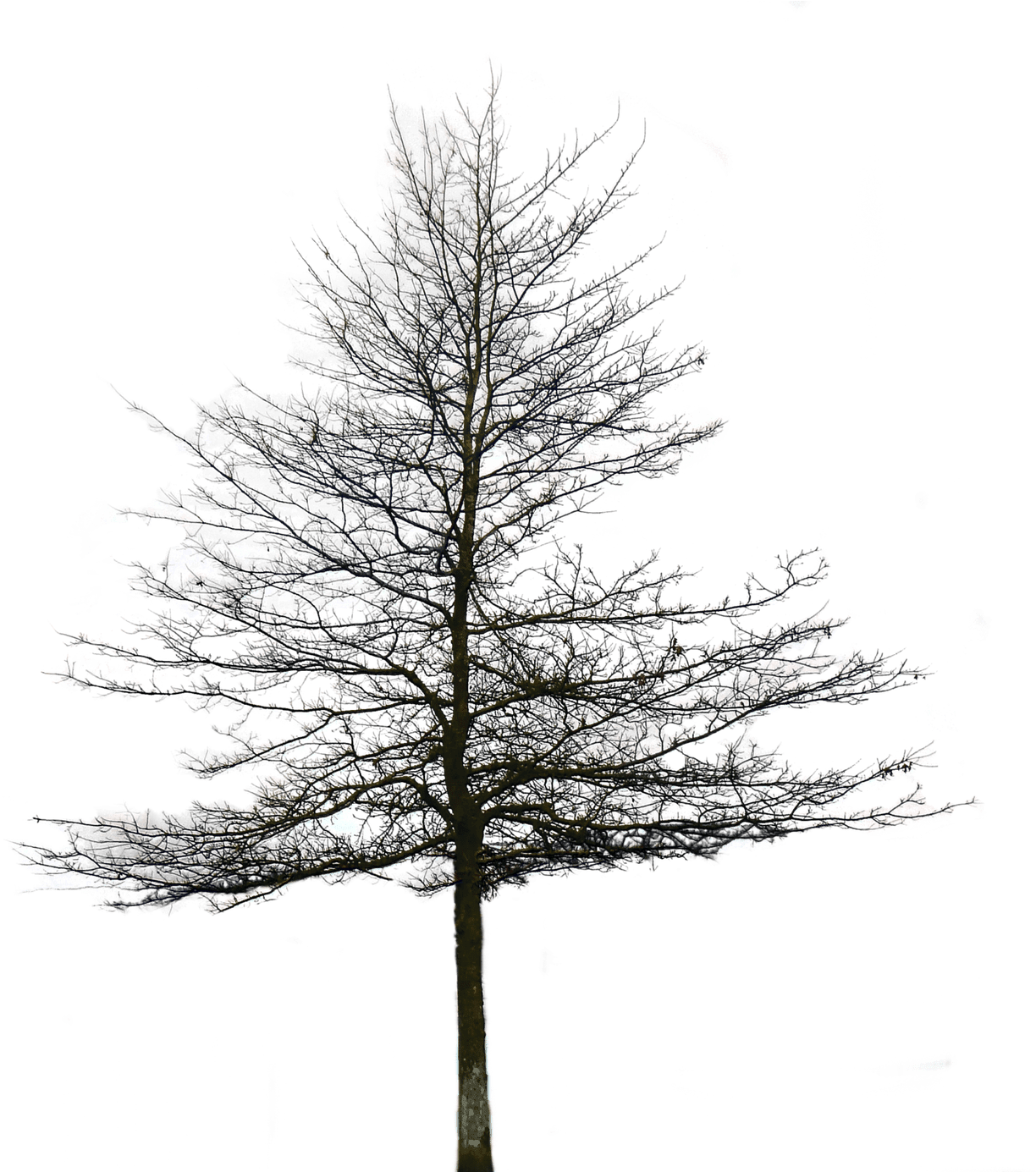 Zip File Link Is In The End Of The Post - Architectural Transparent Background Tree Png (1280x1384), Png Download