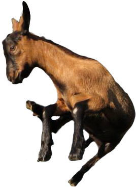 Happy Donkey - Goat Jumping Png (960x720), Png Download