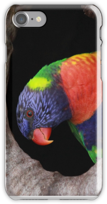 Rainbow Parrot By Thiru Murugan - Parakeet (500x667), Png Download