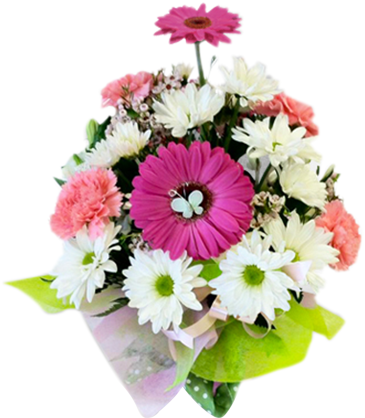 Gift Wrapped Birthday - Barberton Daisy (1524x1524), Png Download