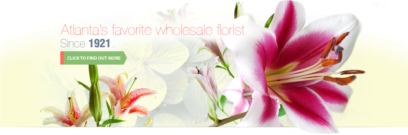 Halls Atlanta Wholesale Florist Inc - ภาพ วาด ดอก ลิลลี่ (1400x475), Png Download