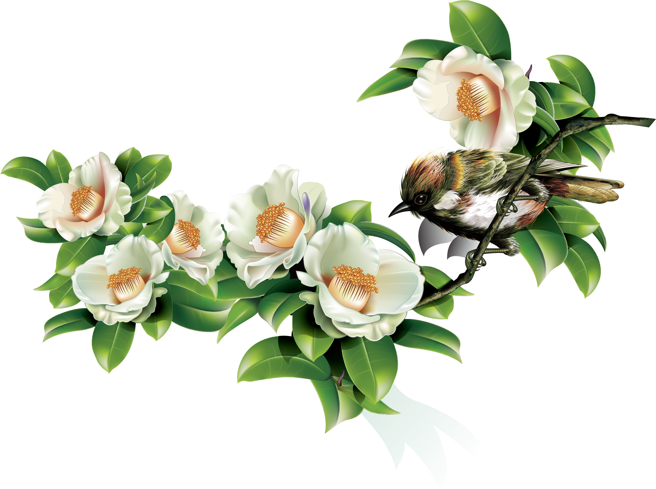 Green Leaves And Birds In Spring - Japanese Camellia (2188x1634), Png Download