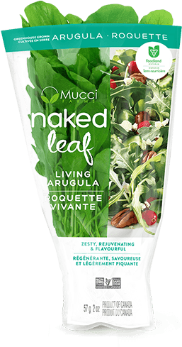 Arugula Sleeve New - Aloe (740x541), Png Download