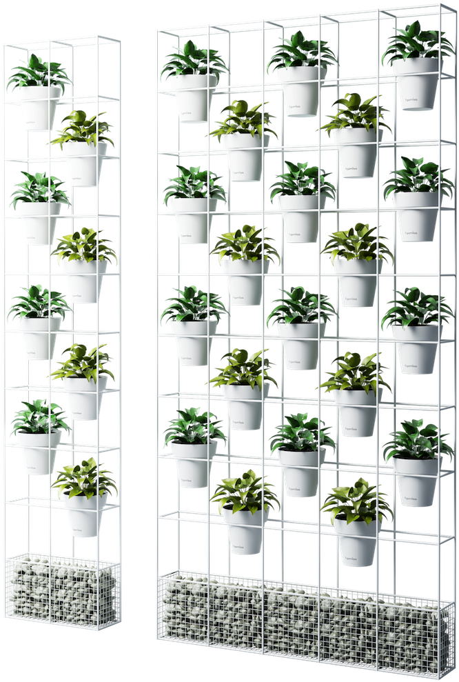 Partion Garden - Chamomile (1000x1199), Png Download