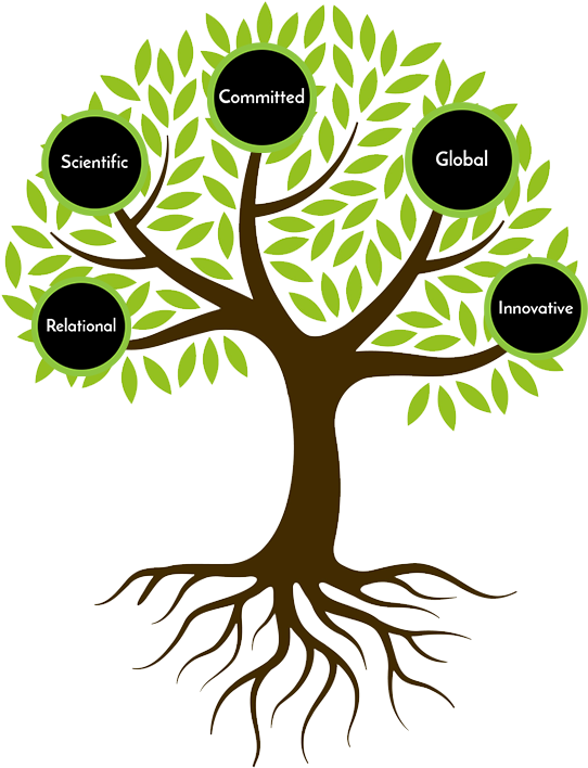Our Values - Transparent Tree With Roots (568x736), Png Download