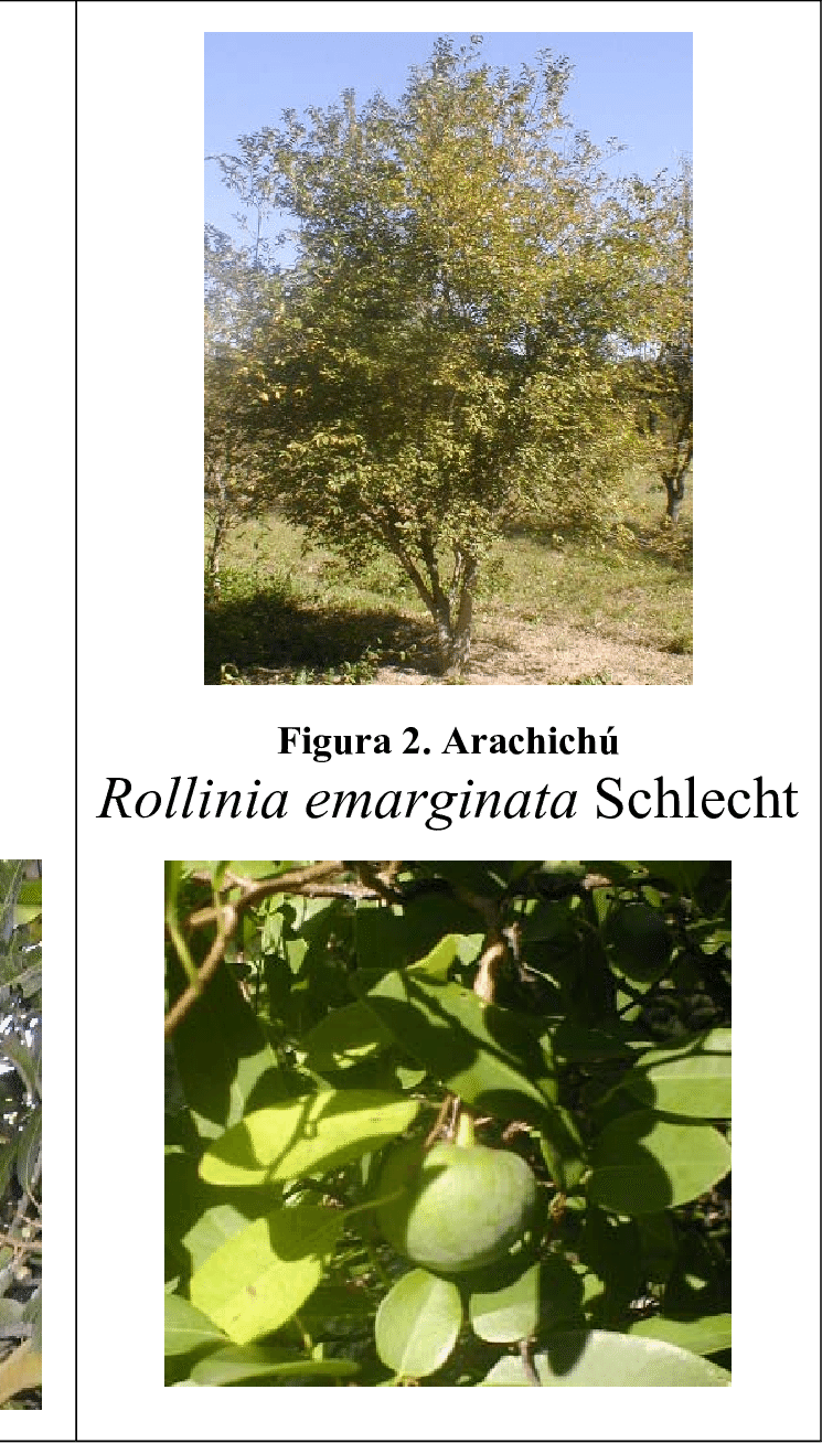 Mango Mangifera Indica L - Canoe Birch (745x1308), Png Download