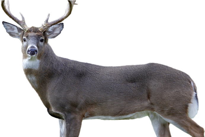 Delays On Blue Line After Metro Train Hits Deer In - Elk (986x462), Png Download