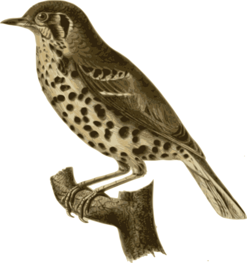 Homing Pigeon Bird Columbidae Feather Finches - Birds With Spotted Feathers (702x750), Png Download
