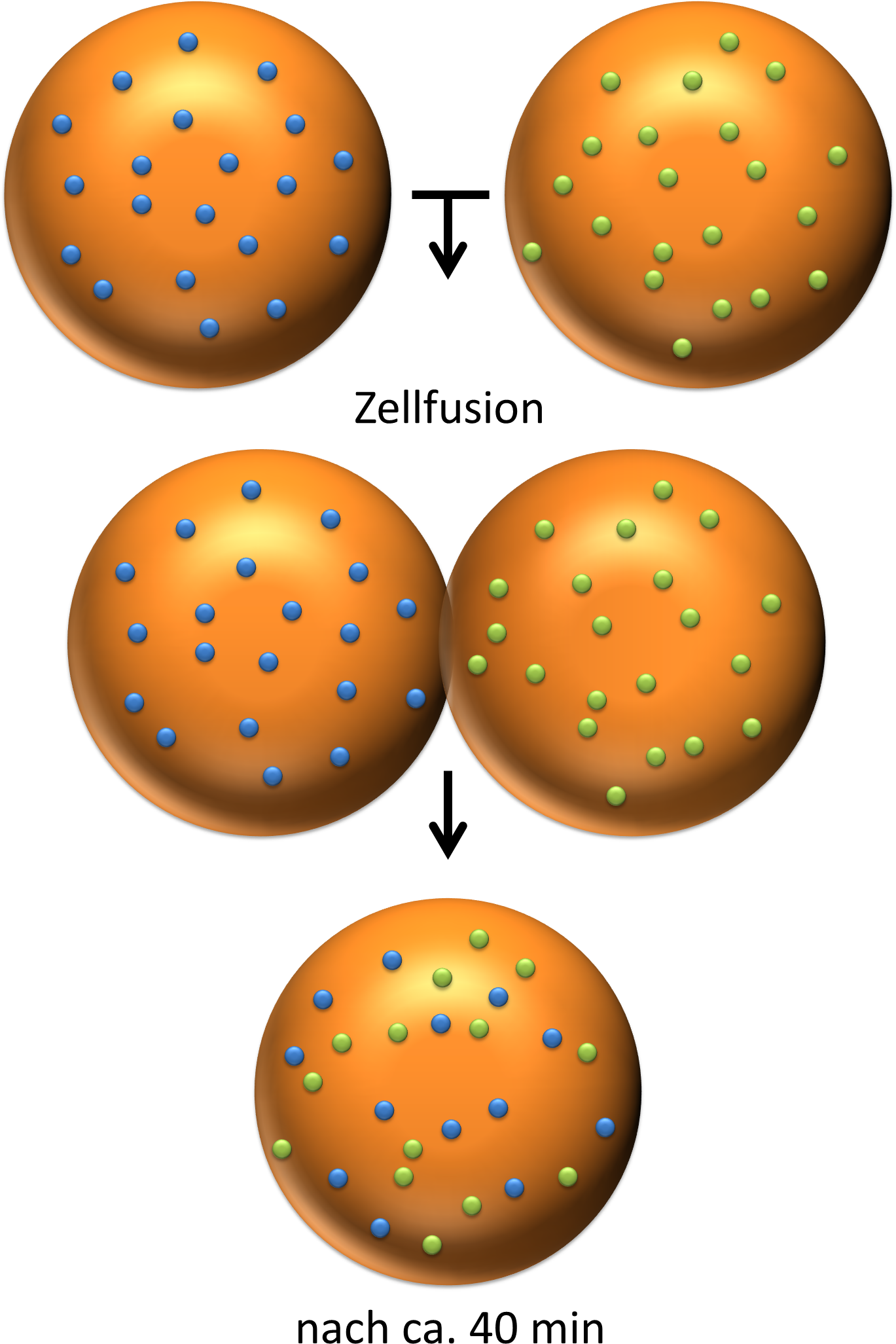 Versuch Zum Flu - Fluid Mosaic Model Experiment (1374x2120), Png Download