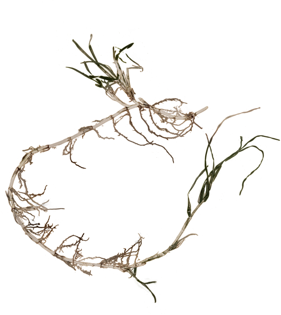 Root Png - Stock Photography (1600x1060), Png Download