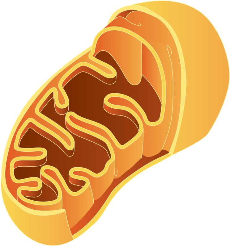 800 X 823 31 - Mitochondria Png (800x823), Png Download