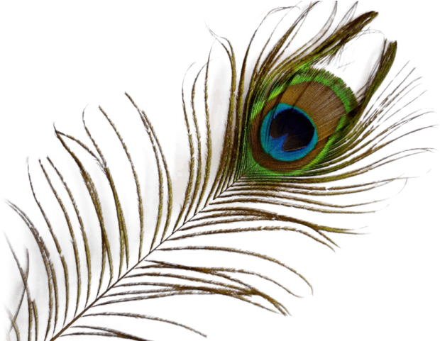 Peacock Feather Png Transparent Images - Transparent Background Peacock Feather Png (640x480), Png Download
