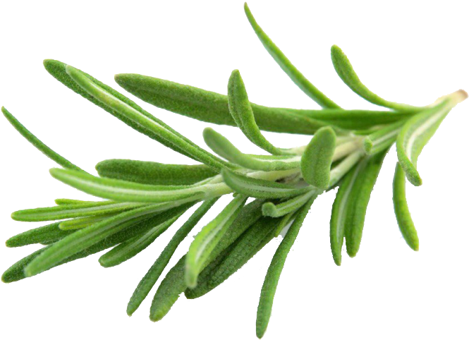 Rosemary Extract - Rosmarinus Officinalis Ct Cineol (760x556), Png Download