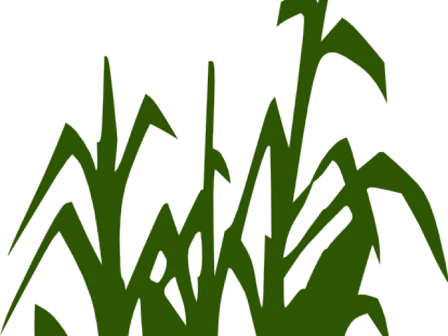 Original - Clipart Black And White Corn Stalks (640x480), Png Download