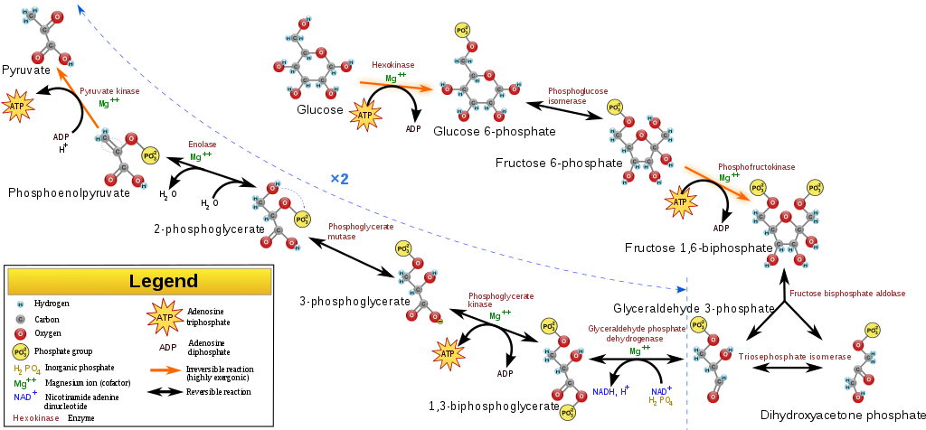 - Svg/ 1024px-glycolysis - Svg - Metabolic Reactions That Make Up Glycolysis (1024x476), Png Download