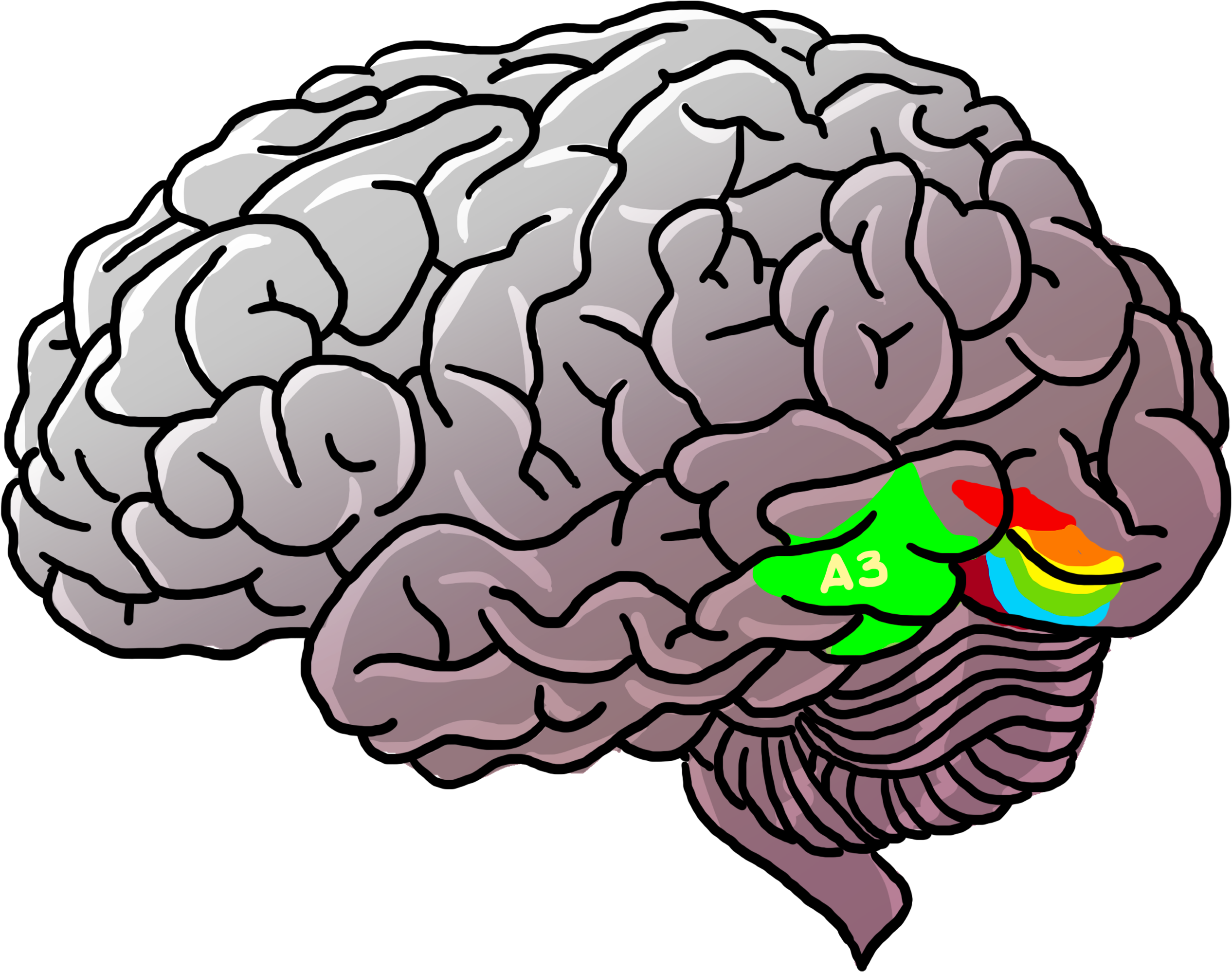 In Our Brain We Have Areas That Process Letters And (3300x2550), Png Download
