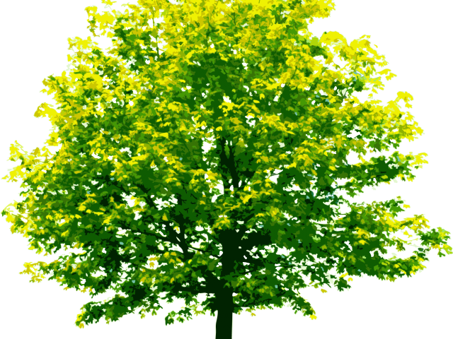 Forest Clipart Transparent Background - Transparent Background Tree Png (640x480), Png Download