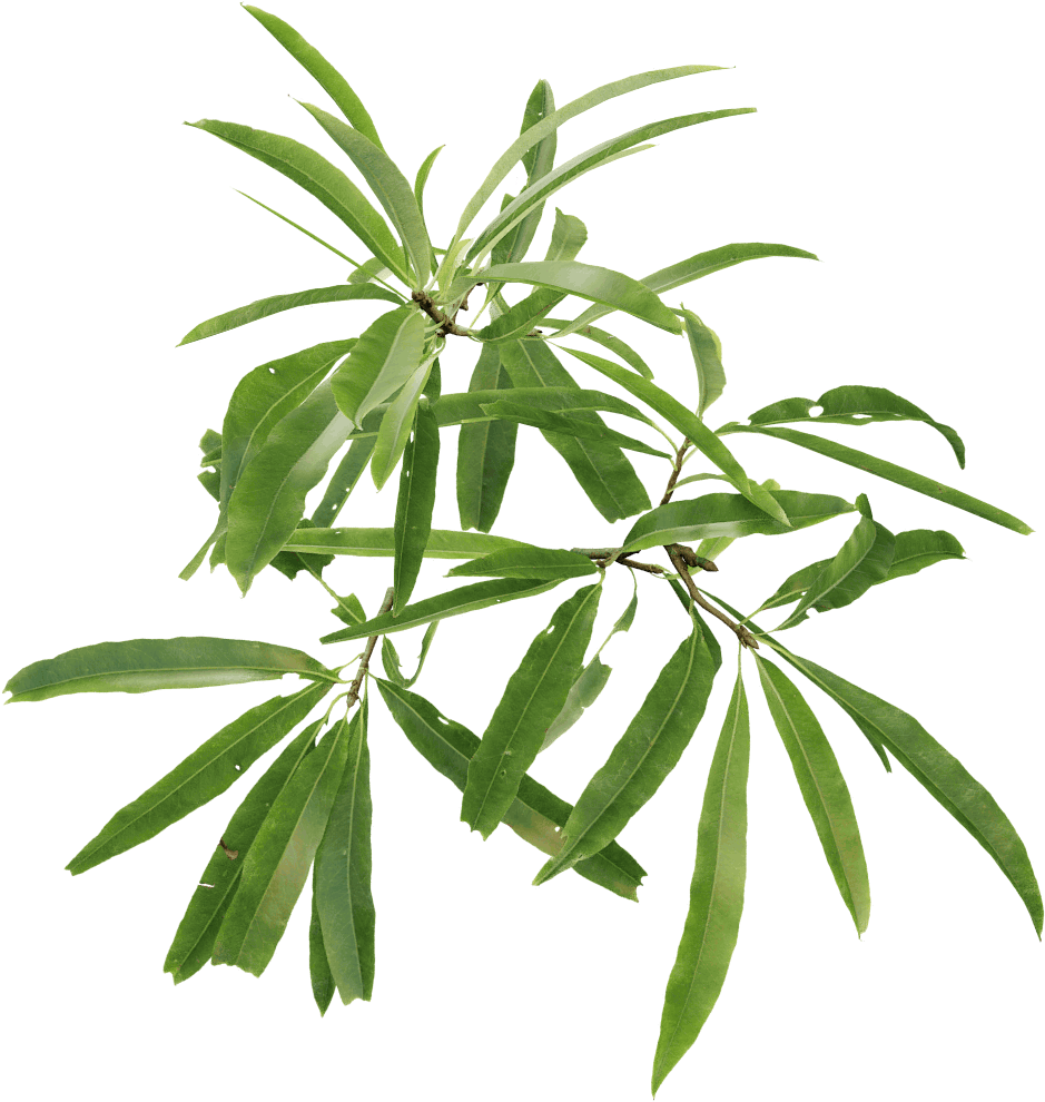 Willow Oak - Tree (1024x1024), Png Download