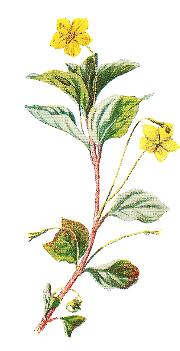 Digital Wildflower Downloads - Grabados Flores Png (917x1600), Png Download