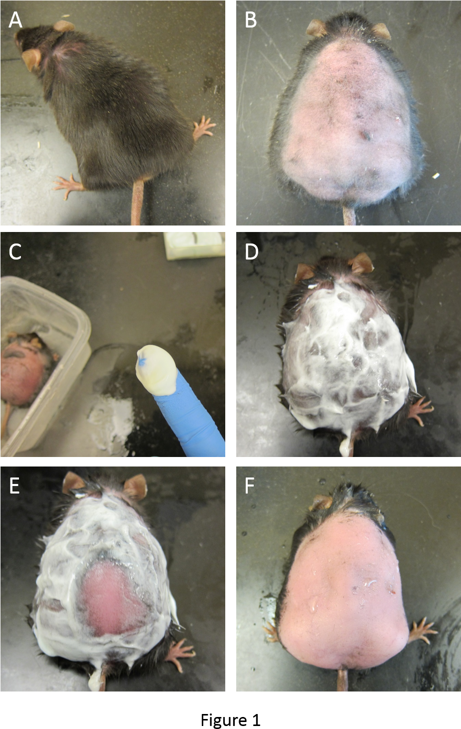 The Mouse Before Shaving - Mouse Wound Healing Protocol (937x1492), Png Download
