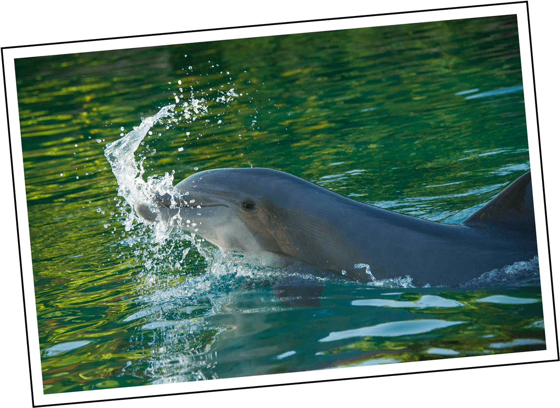 Coral Sweet 16 Discovery Cove - Common Bottlenose Dolphin (1200x854), Png Download