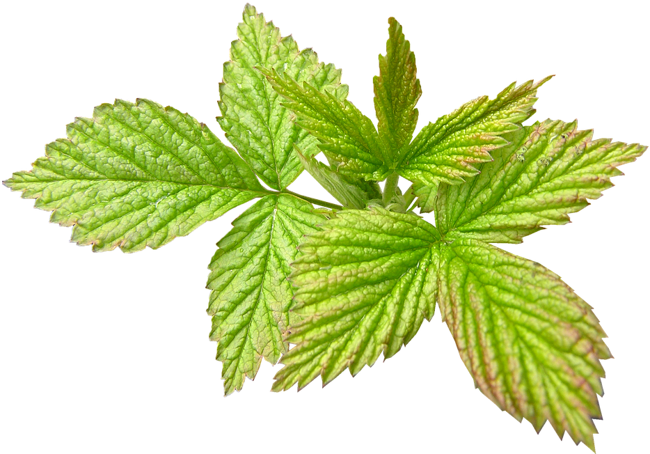 Raspberry, New Leaf, Spring, Season - Nepeta (960x718), Png Download