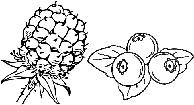 Pick Your Own Raspberries And Blueberries From The - Blackberry Clip Art (752x440), Png Download