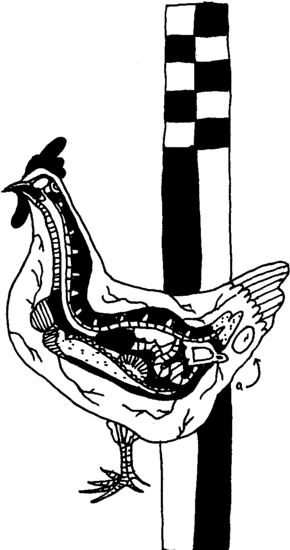 Chick - Rooster (1000x1115), Png Download