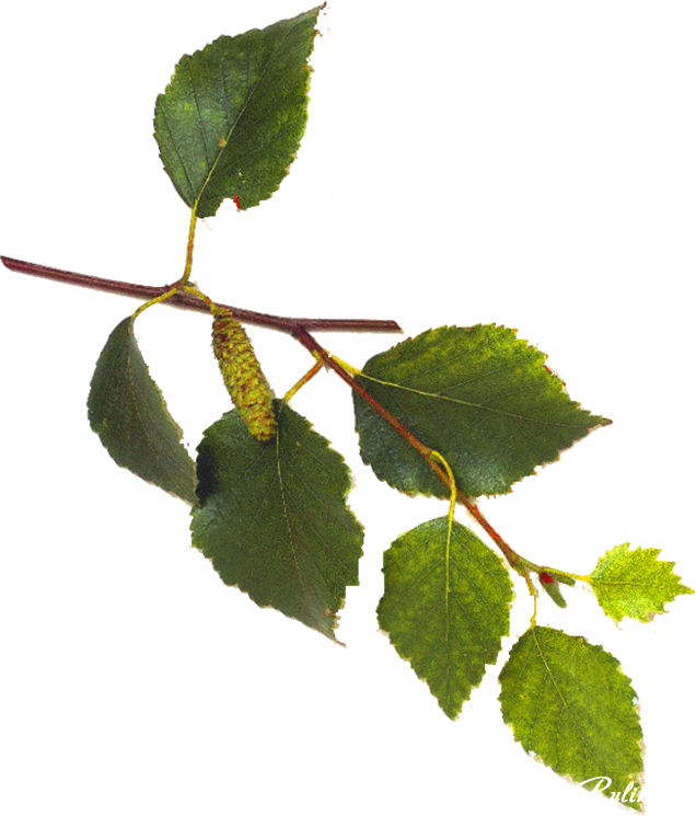 White Birch Tree Leaves (636x745), Png Download