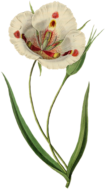 Kết Quả Hình Ảnh Cho Flower Png Free Pictures, Free - Tulip Flower Vintage (433x720), Png Download