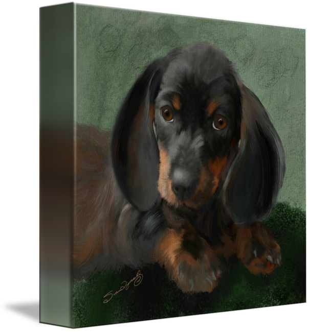 Dachshund By Susan Lipschutz - Dachshund (606x650), Png Download