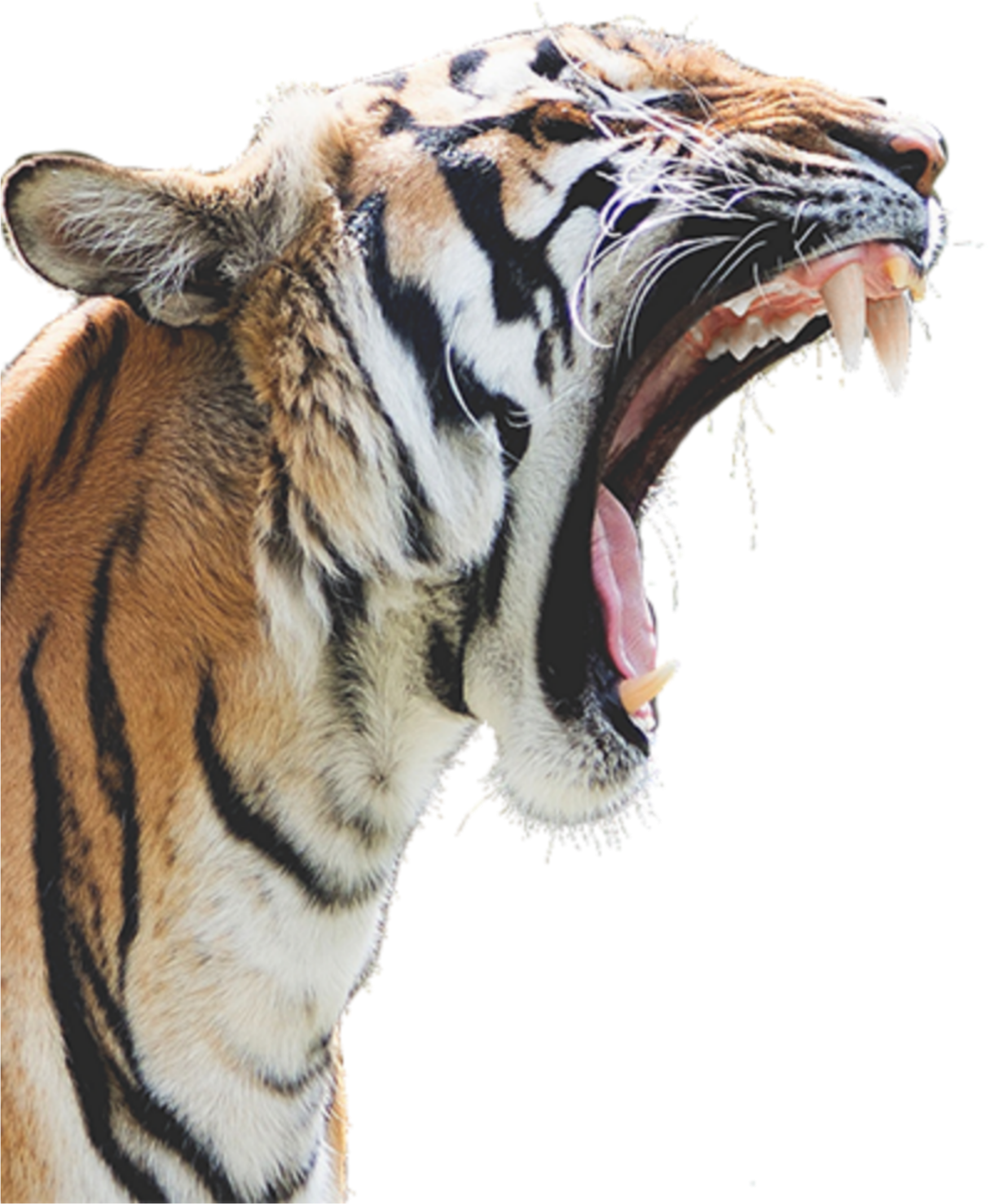 Mq Sticker - Tiger Png (1024x1024), Png Download