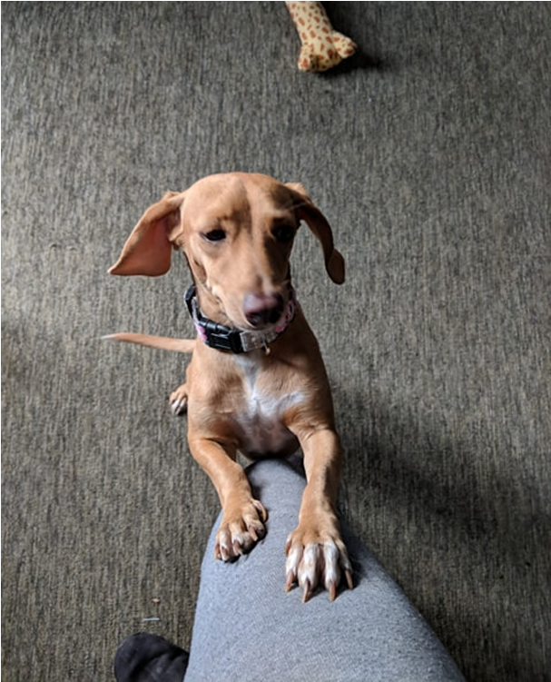 Puppy Rate - Companion Dog (800x750), Png Download