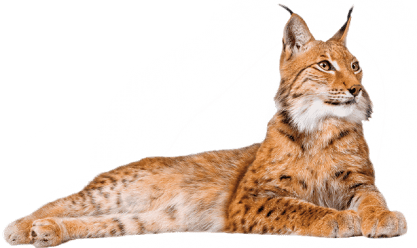 Free Png Download Lynx Lying Down Png Images Background - Lynx Png (850x506), Png Download