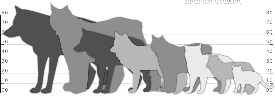 Picture Freeuse Stock Bobcat Clipart Lynx - Fox And Wolf Size Comparison (900x350), Png Download