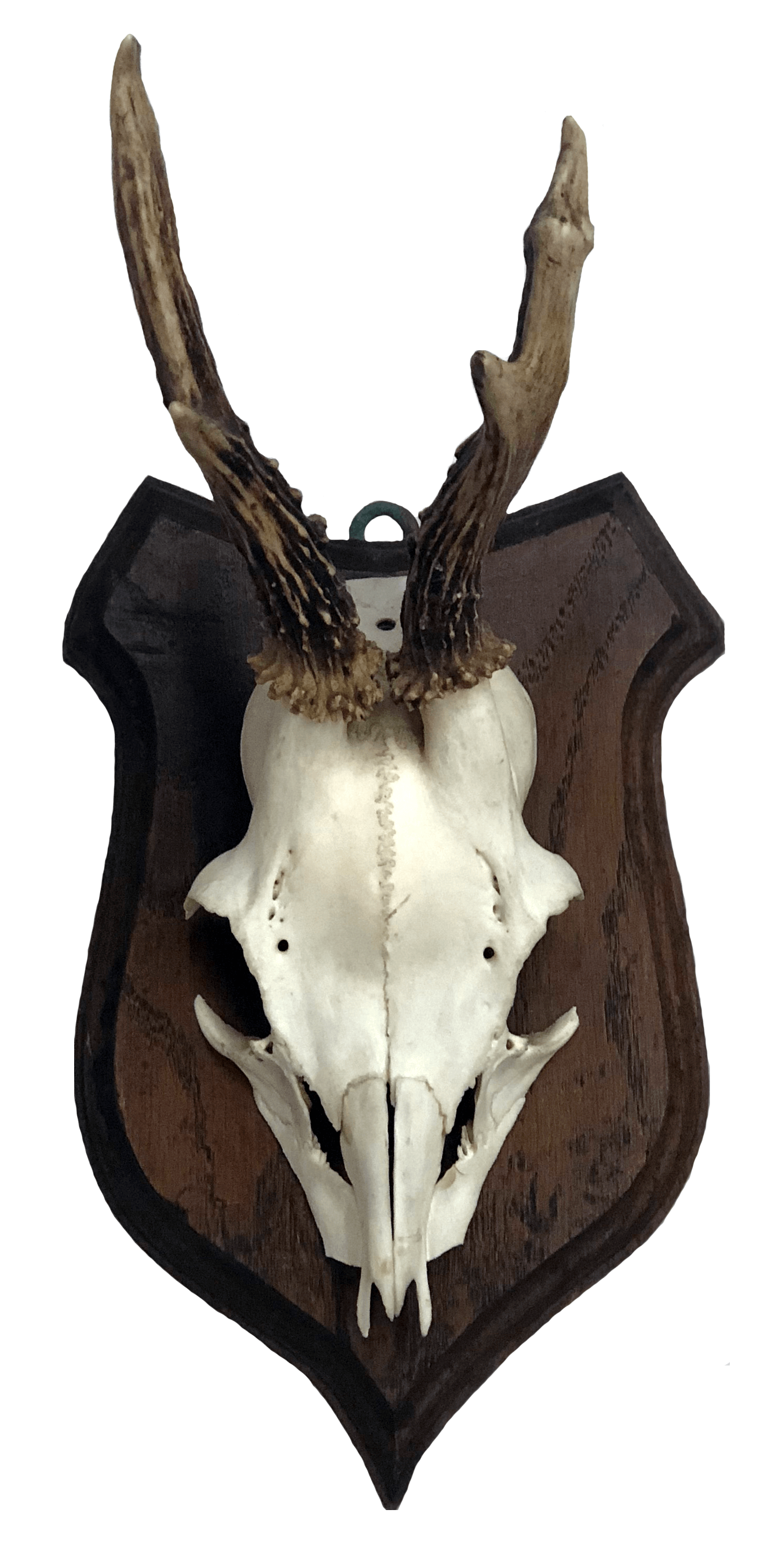 Deer Antlers On Arms - Skull (3205x3242), Png Download