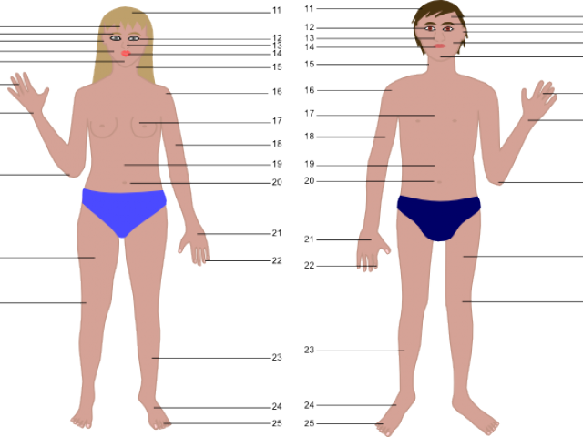 Human Body Cartoon - Human Body Clipart (640x480), Png Download