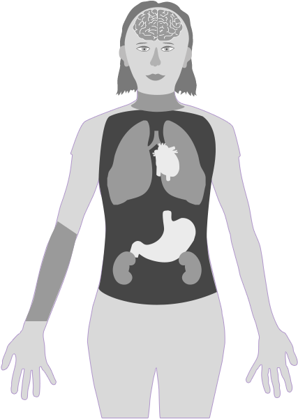 Body - Mercurio Daños En La Salud (872x602), Png Download