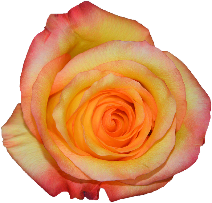 Rosa, Orange, Nature, Flowers - Garden Roses (834x720), Png Download