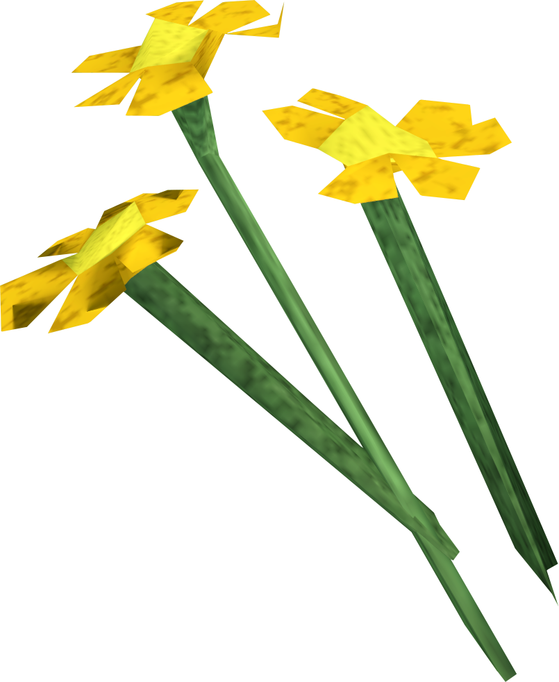 Orange Flowers Are Harvested After Planting Mithril - Narcissus (805x982), Png Download