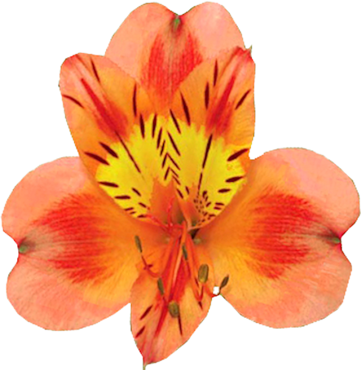 Orange Alstroemeria Flower - Flower Of Friendship Alstroemeria (800x777), Png Download
