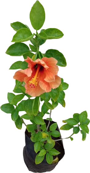 Fire Lily (600x600), Png Download