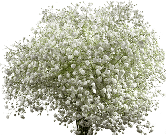 Xlence - Antarctic Flora (559x580), Png Download