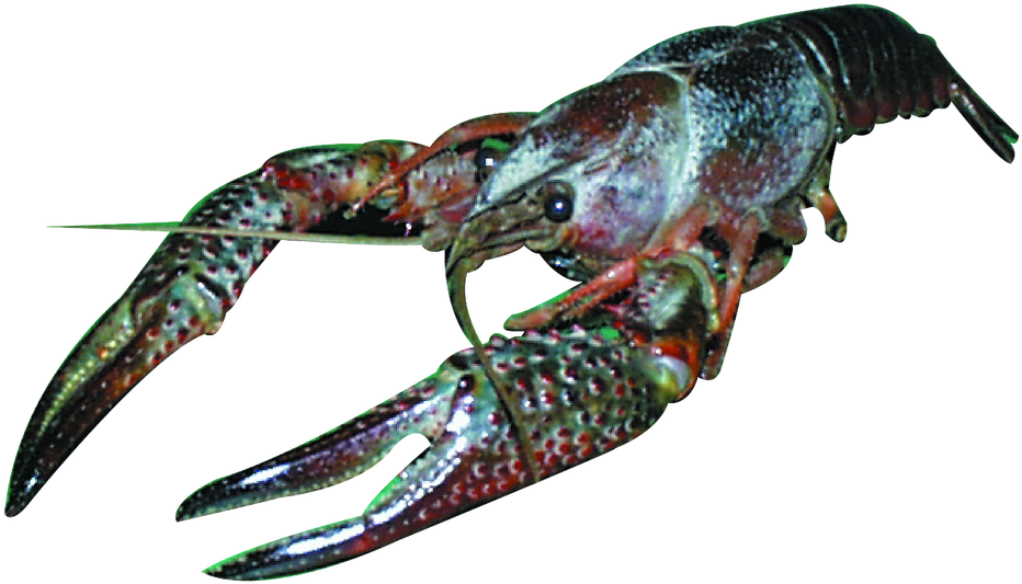 Image - Common Yabby (1280x771), Png Download