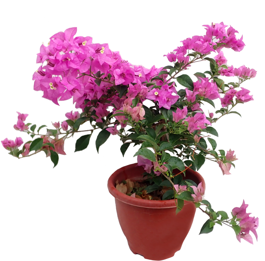 Bougainvillea In Pot Png (910x1155), Png Download