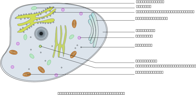 Animal Cell Marker - Investigation Why Are Cells So Small Answer Key (800x566), Png Download