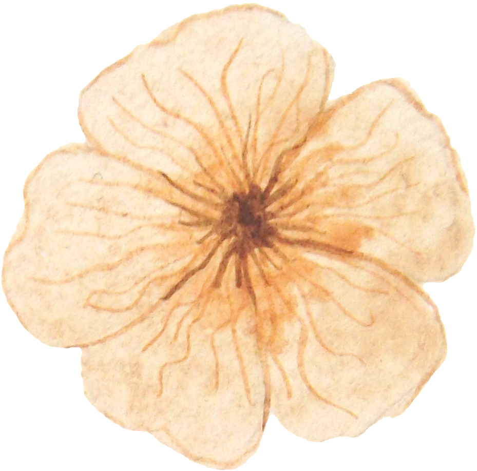 Jiuhuang Petals Transparent Decorative - Geranium (1024x964), Png Download