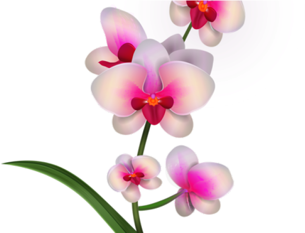 Orchid Clipart Bougainvillea - Drawing Orchids Png (640x480), Png Download
