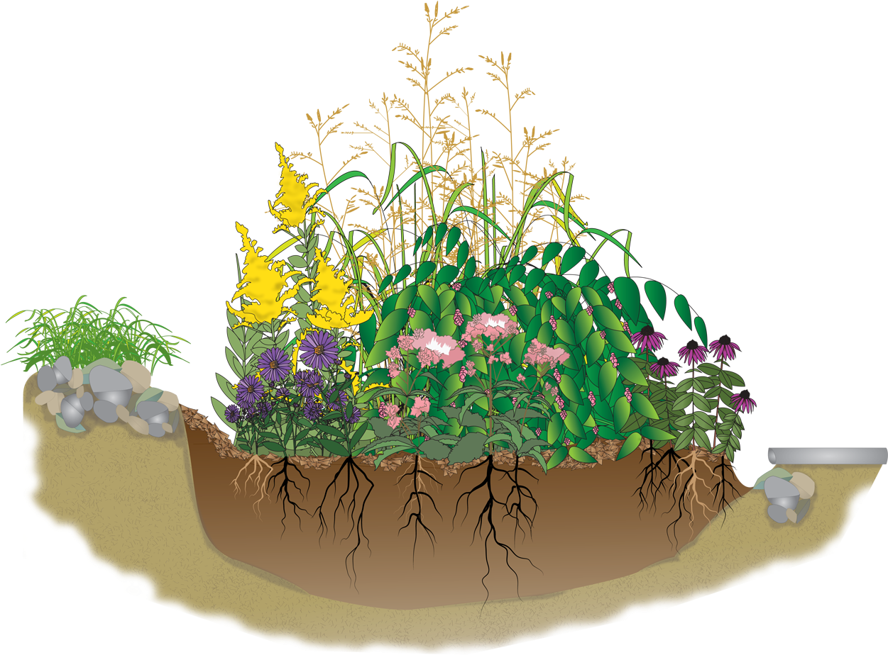 A Rain Garden Is An Attractive - Rain Garden Clip Art (1270x938), Png Download